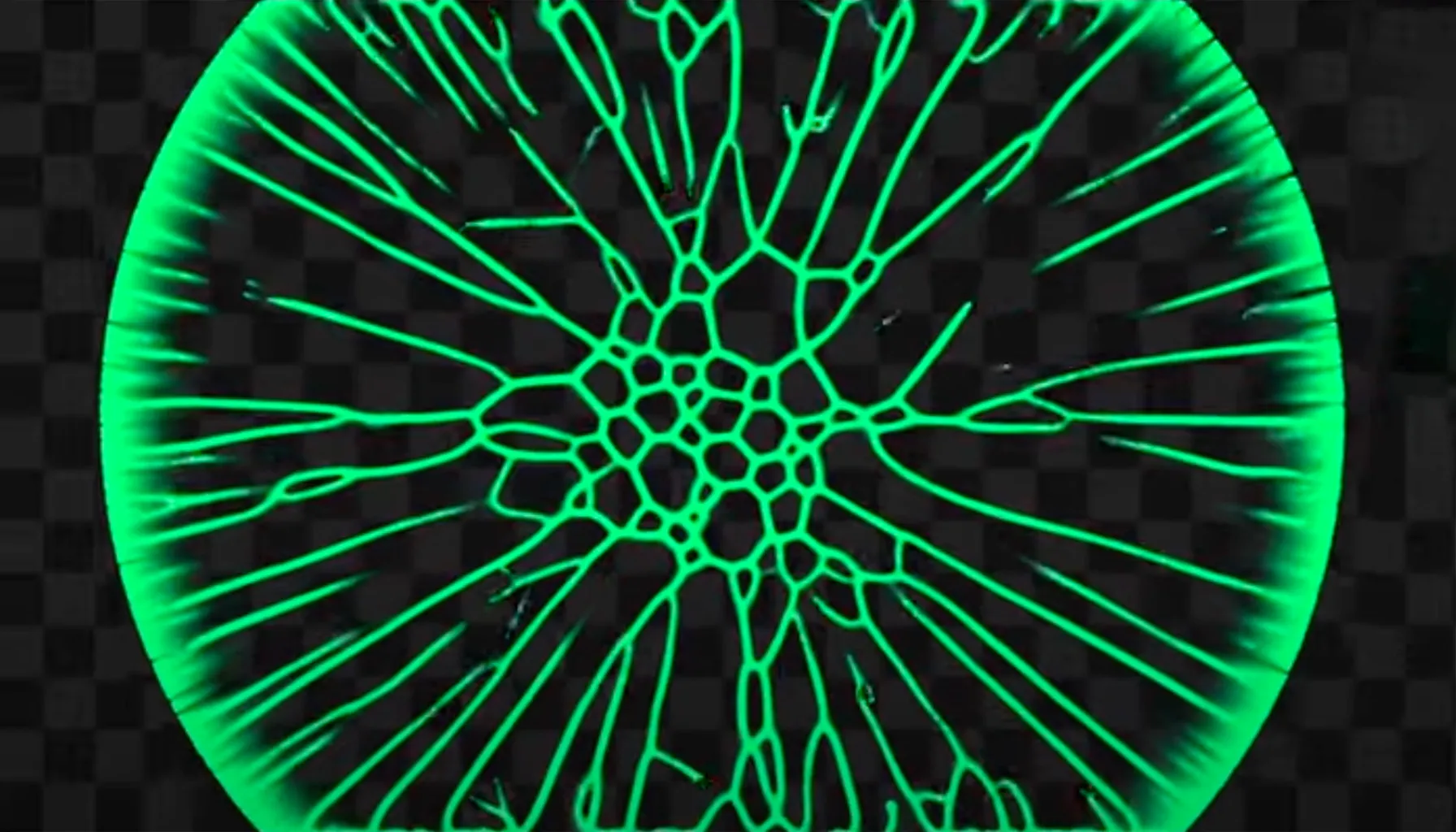 Slime mold patterns rendered in real time with WebGPU